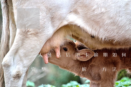 個人征信信用卡逾期如何消除？完整記錄與解決方法